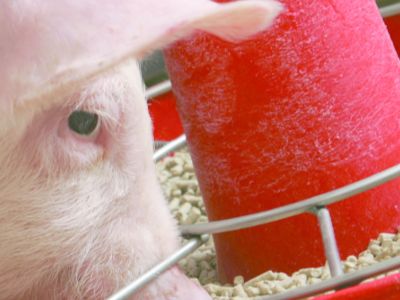 Animal Feeds & Fodder